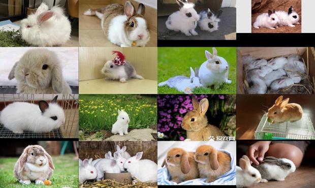 如何养宠物兔子视频教程 - 如何养宠物兔